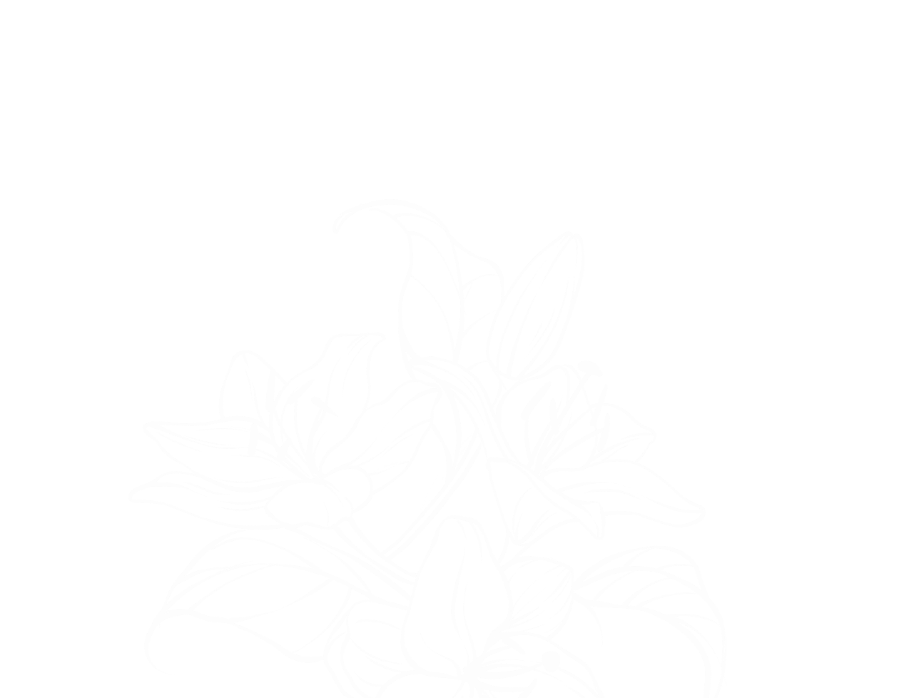 lirio desenho