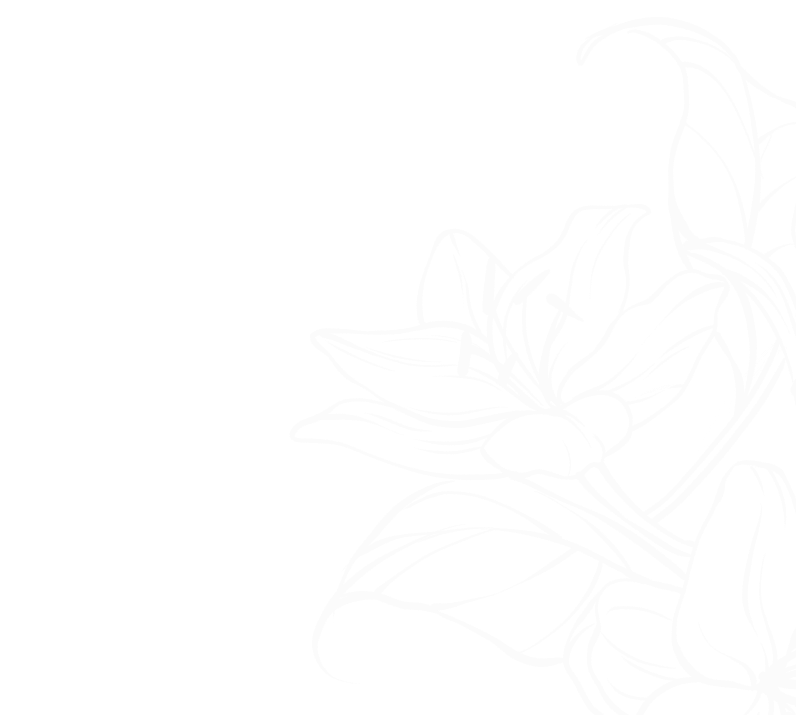 lirio desenho